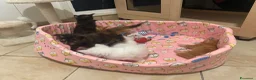 Maine Coon gatti in vendita: Mainecoon cuccioli  a Provincia di Varese - Annuncio 3