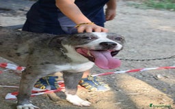 Meticcio cani in regalo: TALA, meravigliosa cagnolona tanto dolce! a Città Metropolitana di Firenze - Immagine 4