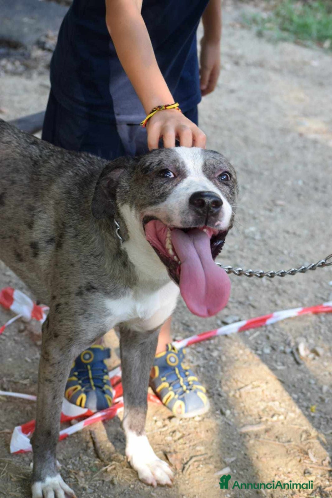 Meticcio cani in regalo: TALA, meravigliosa cagnolona tanto dolce! a Città Metropolitana di Firenze - Immagine 4