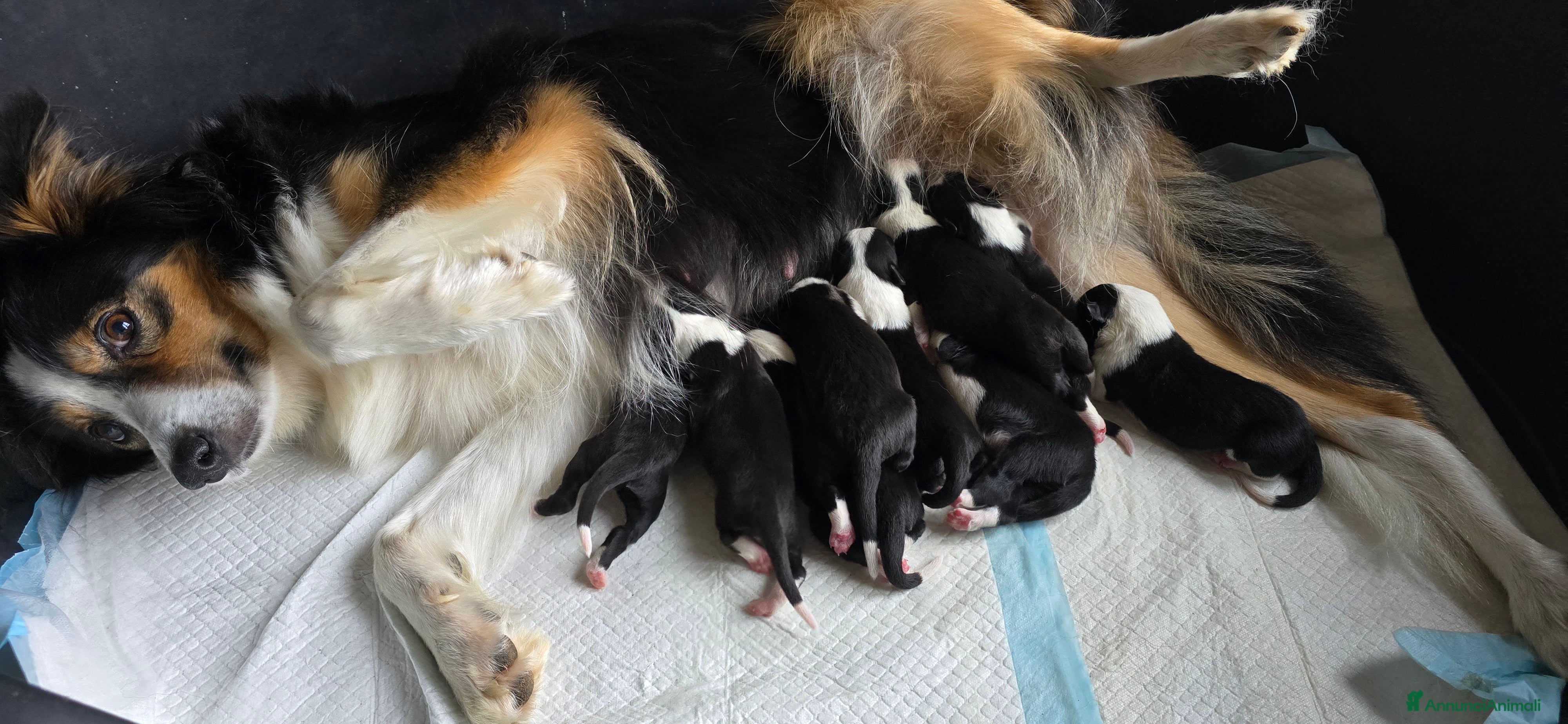 Border Collie cani Cuccioli di border collie  - Annuncio 2