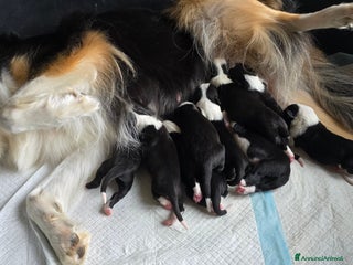 Border Collie cani Cuccioli di border collie - Annuncio 28