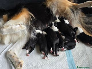 Border Collie cani Cuccioli di border collie - Annuncio 6