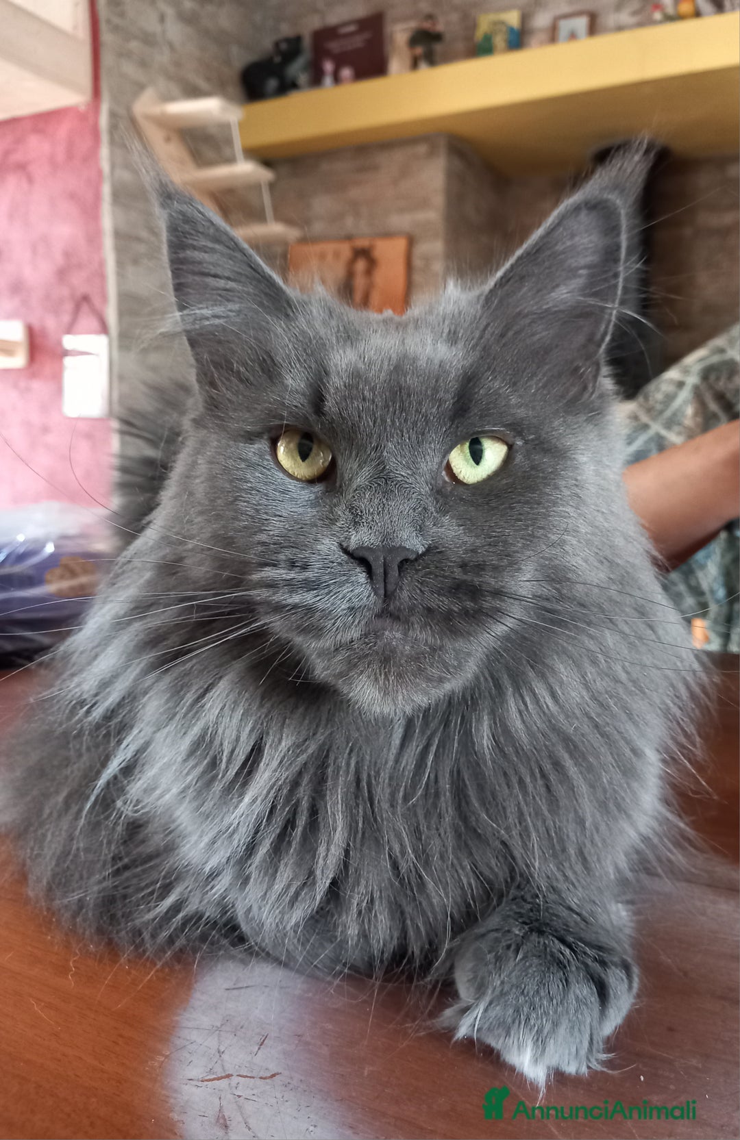 Immagine della galleria {{count}}