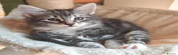 Siberiano gatti in vendita: Cuccioli siberiani con pedigree  - Annuncio 5