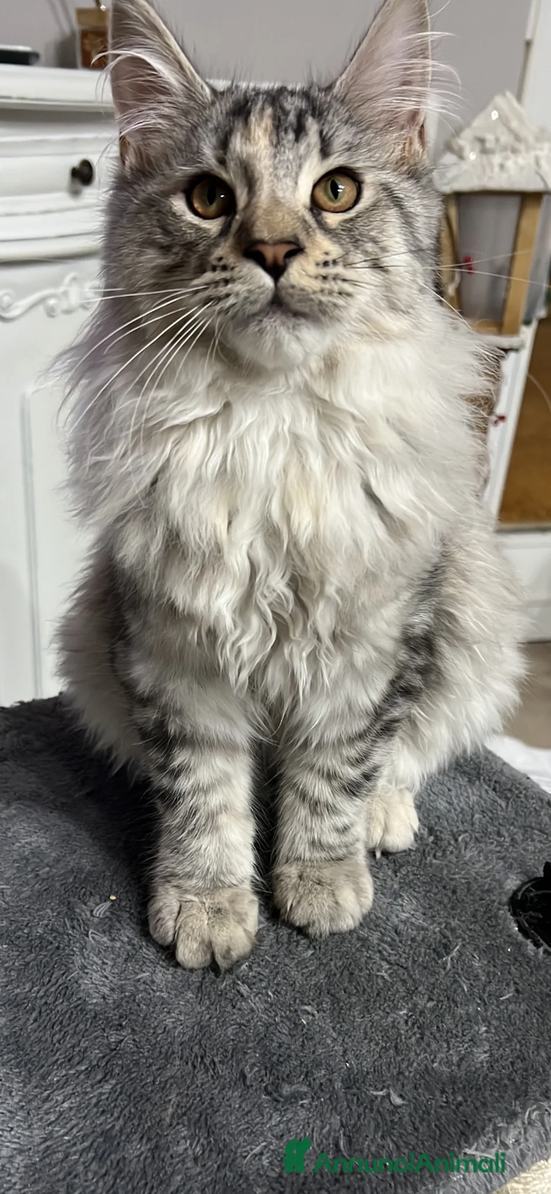 Maine Coon gatti in vendita: Maine Coon bellissimi  - Annuncio 12