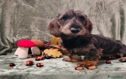 Bassotto cani in vendita: Bassotto a pelo duro nano - Immagine 2