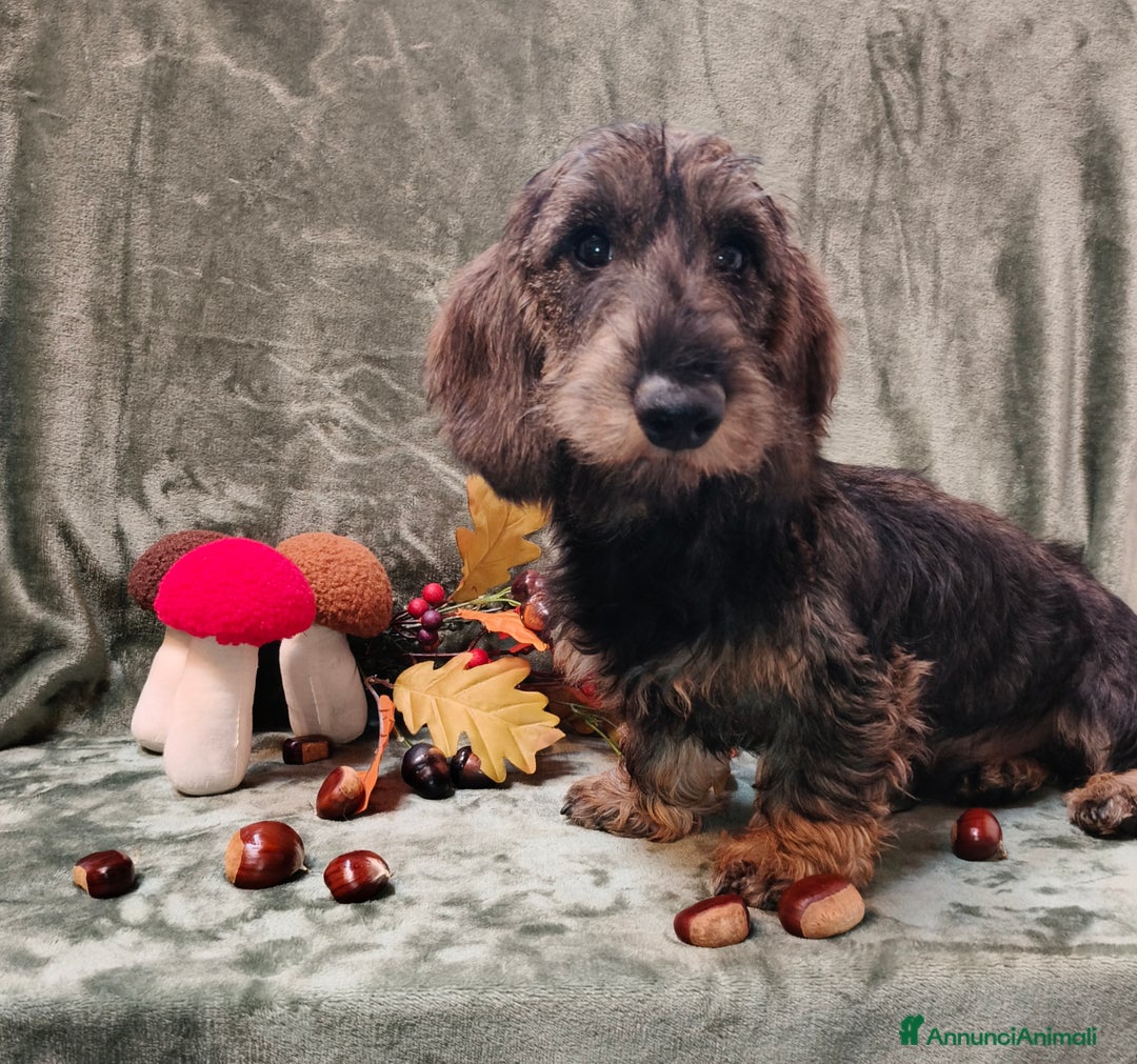 Bassotto cani in vendita: Bassotto a pelo duro nano - Immagine 2