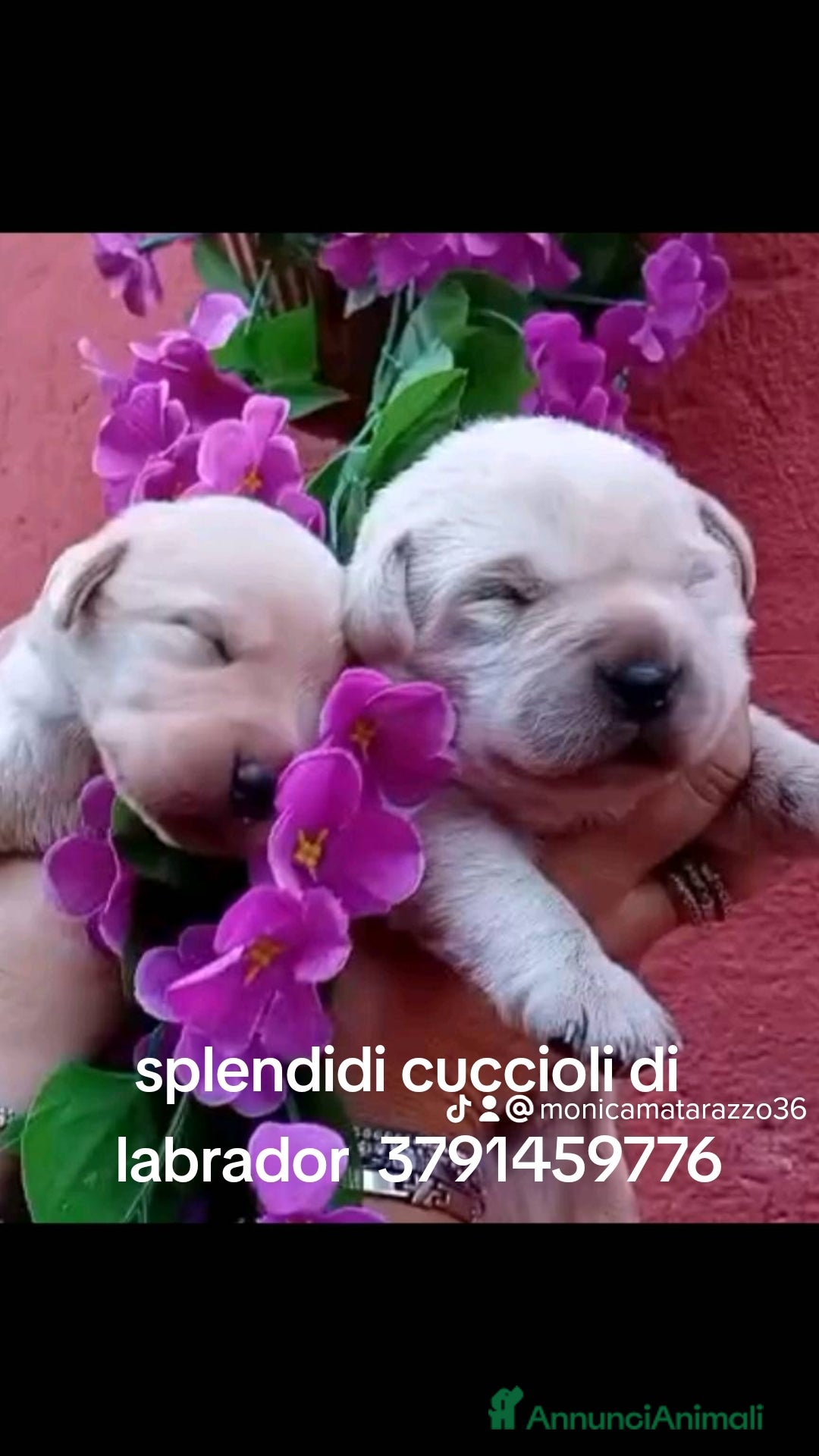 Labrador cani Cuccioli di labrador  - Annuncio 1