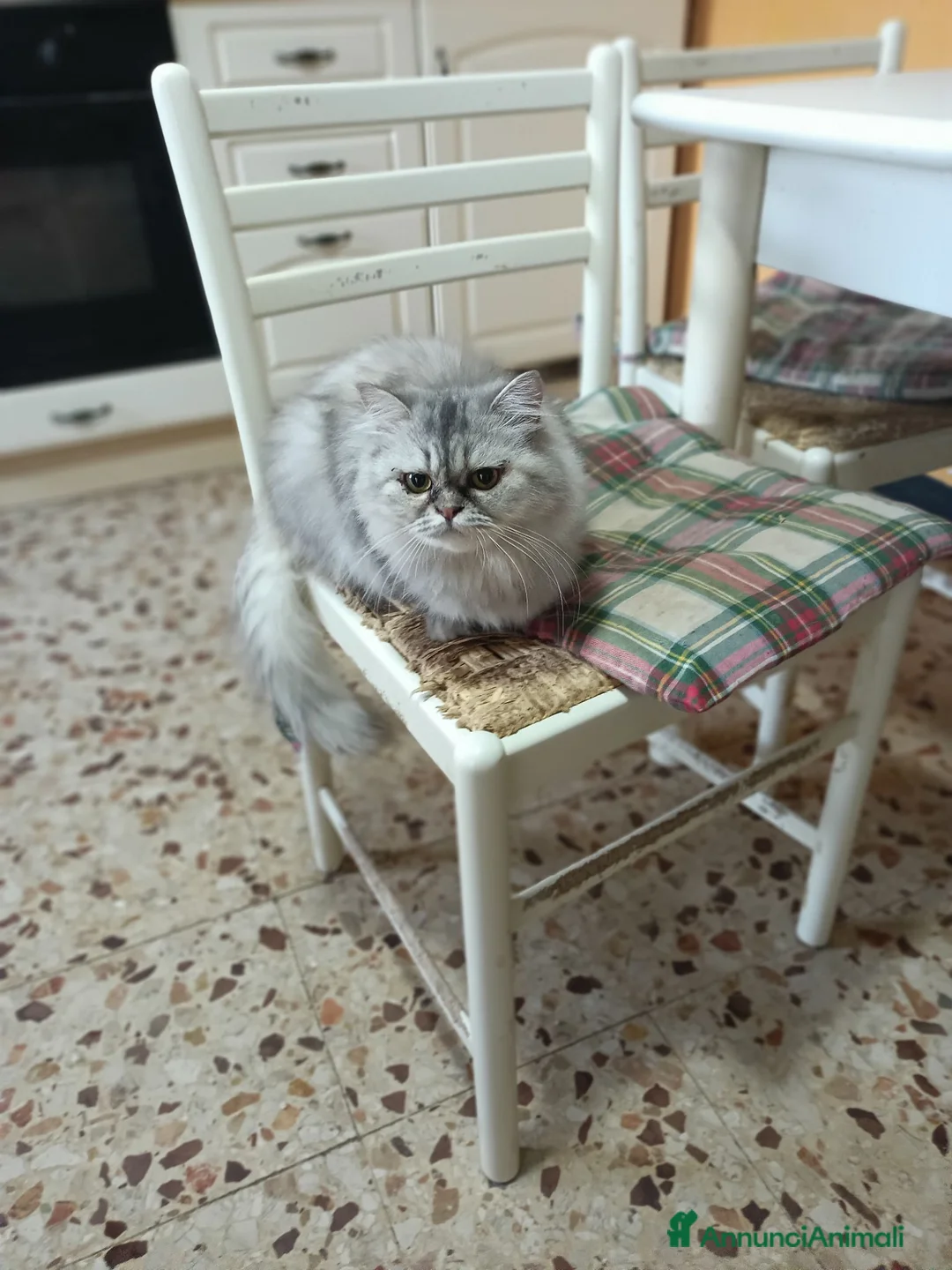 Persiano gatti in vendita: Gatta persiana - Annuncio 2