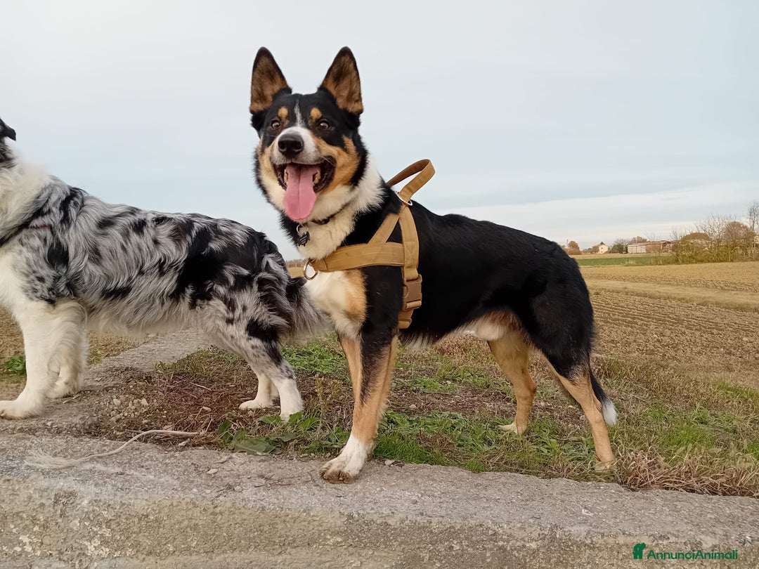 Immagine della galleria {{count}}