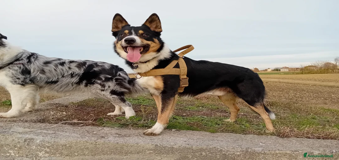 Immagine della galleria {{count}}