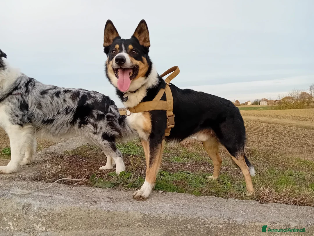 Immagine della galleria {{count}}