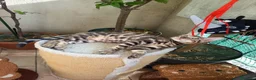 Bengala gatti in vendita: la meraviglia di Selected Breed  - Annuncio 5