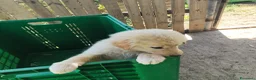 Meticcio cani in regalo: 3 pastorini sui 3mesi recuperati SOS CAGLIARI  - Annuncio 9