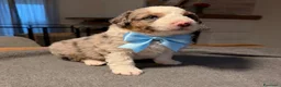 Australian Shepherd cani in vendita: Cuccioli pastore australiano  - Annuncio 6