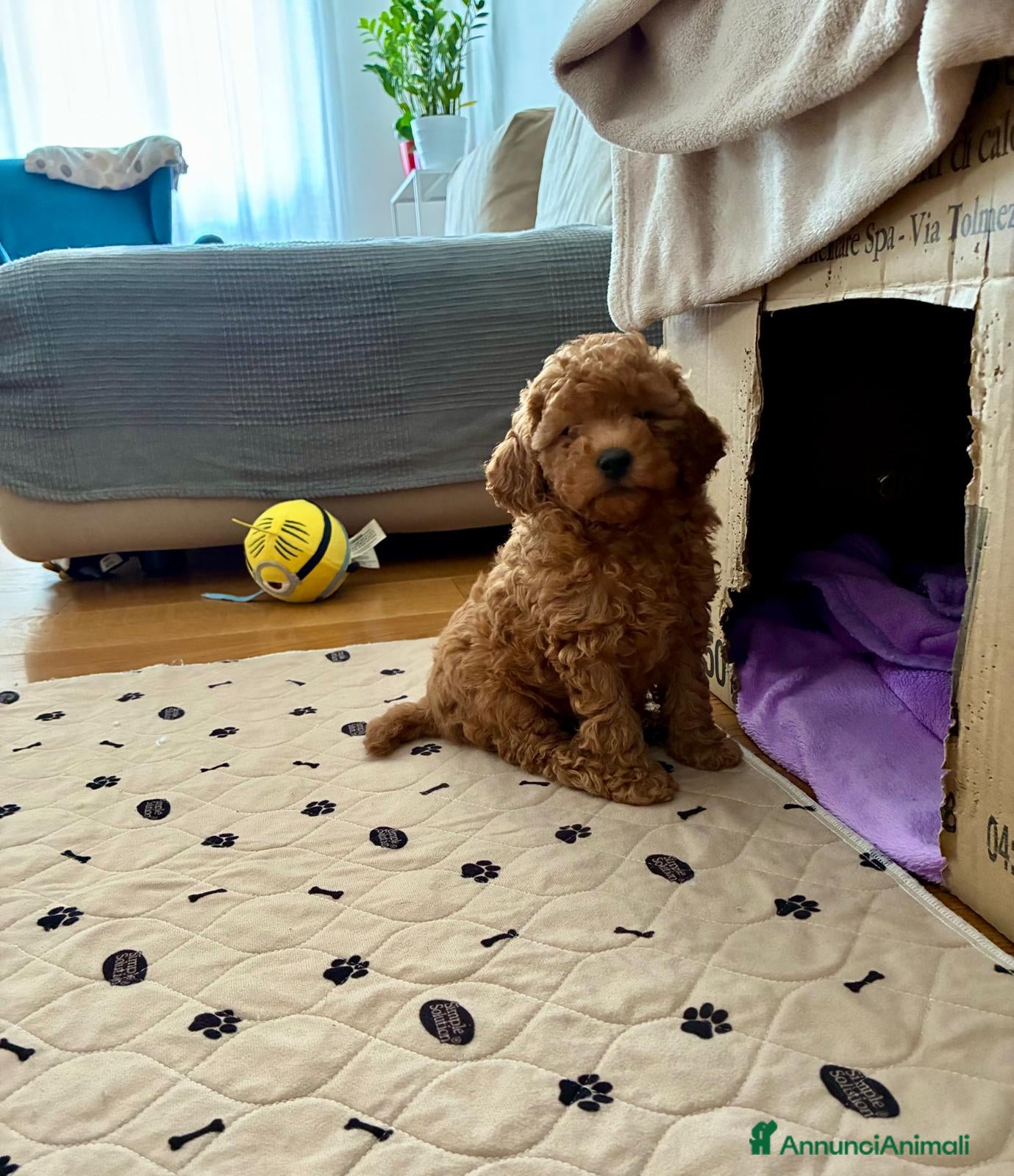 Barboncino Toy cani Splendido barboncino toy red - Annuncio 2