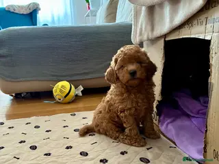 Barboncino Toy cani Splendido barboncino toy red - Annuncio 2