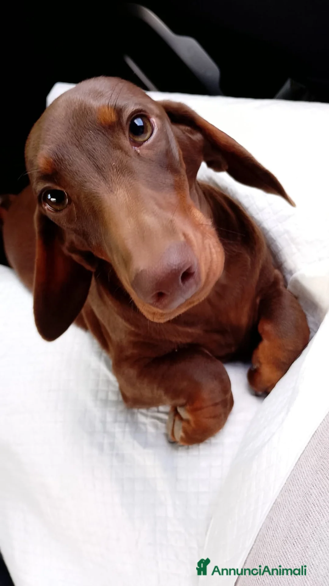 Bassotto cani in vendita: Bassotto cioccolato di 6 mesi  con Pedigree ENCI. - Annuncio 1
