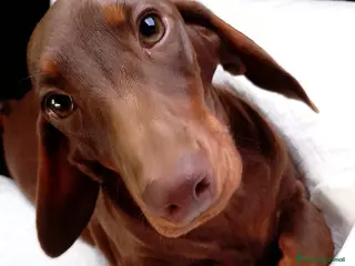 Bassotto cani in vendita: Bassotto cioccolato di 6 mesi con Pedigree ENCI. - Annuncio 2