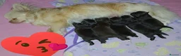 Chihuahua cani in vendita: Chihuahua  a Provincia di Mantova - Annuncio 4