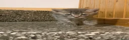 Meticcio gatti in vendita: Gattino grigio  - Annuncio 3