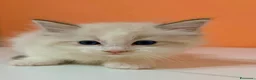 Ragdoll gatti in vendita: cuccioli di ragdoll - Annuncio 17