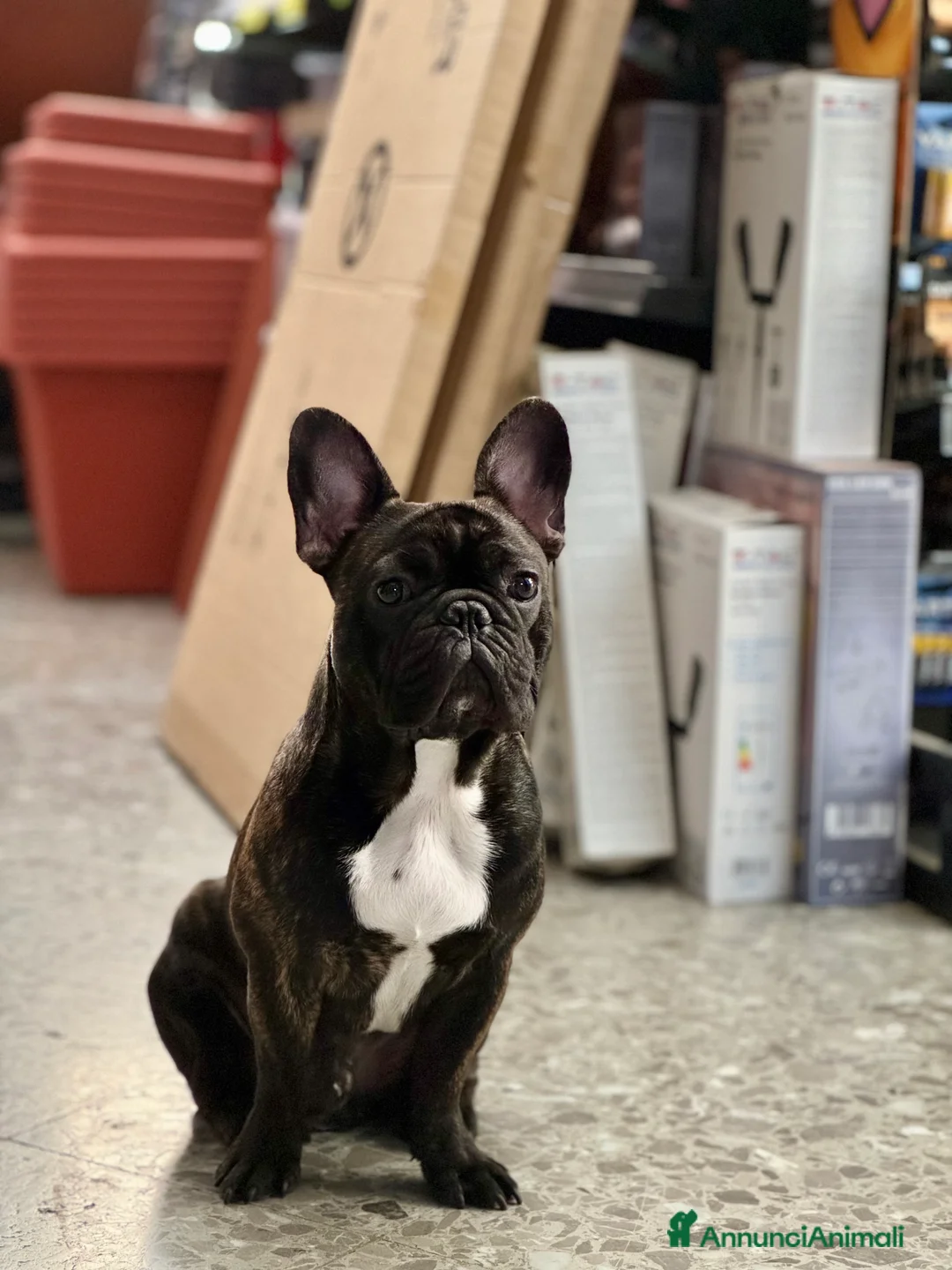 Bulldog Francese cani per accoppiamento: Pablo è in cerca di una fidanzata! 🐶💕 - Annuncio 1