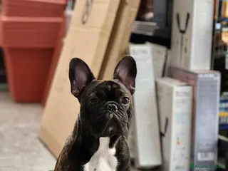 Bulldog Francese cani Pablo è in cerca di una fidanzata! 🐶💕 - Annuncio 1