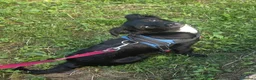 Meticcio cani in regalo: 4mesi tg piccola futura salvata da 1lager! BERGAMO - Annuncio 3