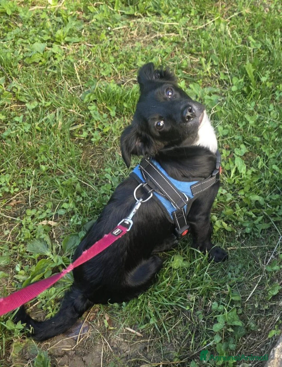 Meticcio cani in regalo: 4mesi tg piccola futura salvata da 1lager! BERGAMO - Annuncio 3