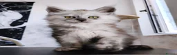 Maine Coon gatti in vendita: Cucciola Maine Coon Black smoke  - Annuncio 5