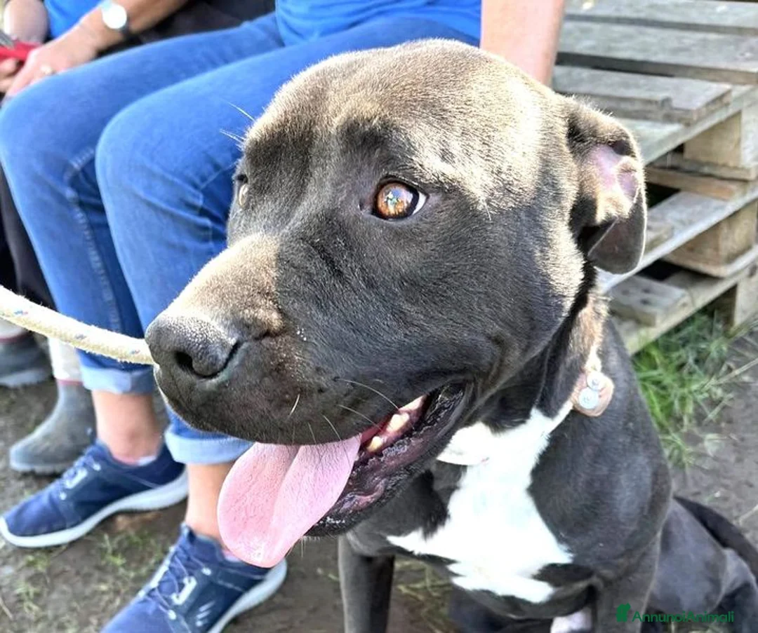 Pitbull cani in regalo: Magico Tyson a Provincia di Latina - Annuncio 5