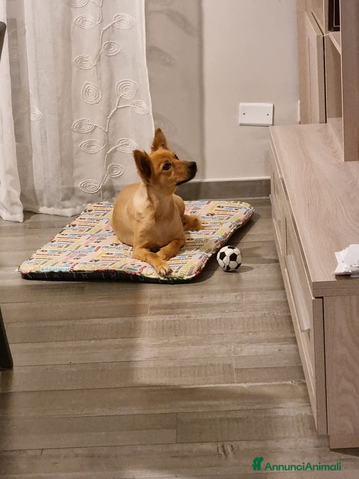 Volpino Italiano cani Adozione per cagnolina senza razza - Annuncio 1