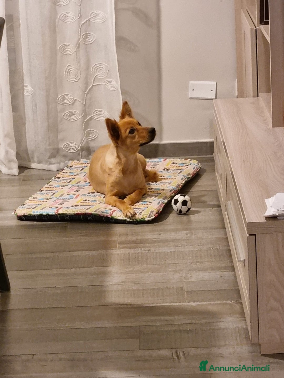 Volpino Italiano cani in regalo: Adozione per cagnolina senza razza - Annuncio 1