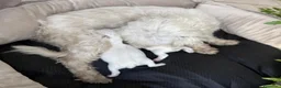 Maltese cani in vendita: Maltese Disponibile trequartidiluna - Annuncio 5