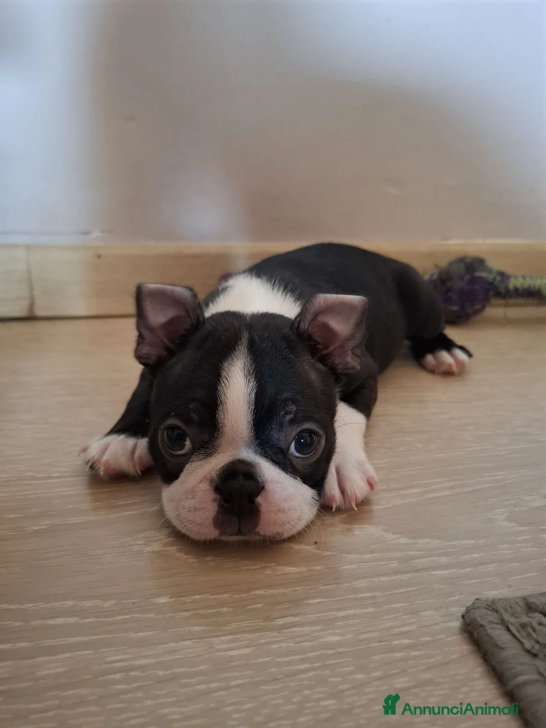 Boston Terrier cani in vendita: Per info 3518210391 - Annuncio 2