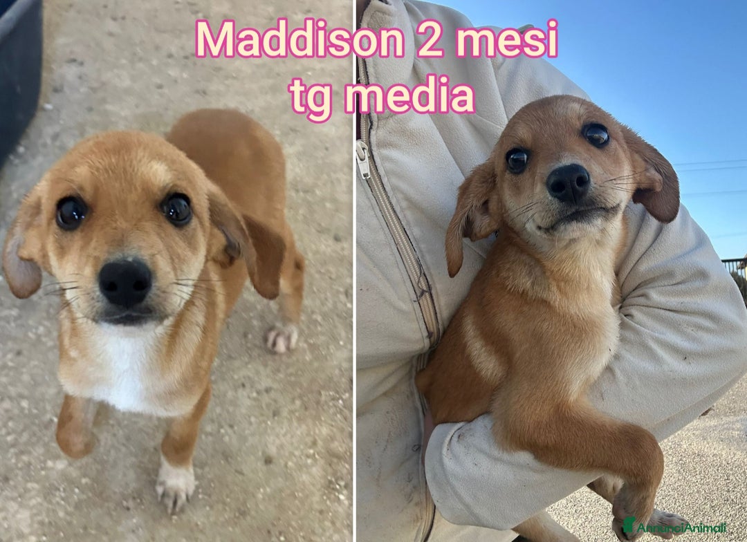 Meticcio cani in regalo: CUCCIOLI BISOGNOSI: URGENTE - Annuncio 7