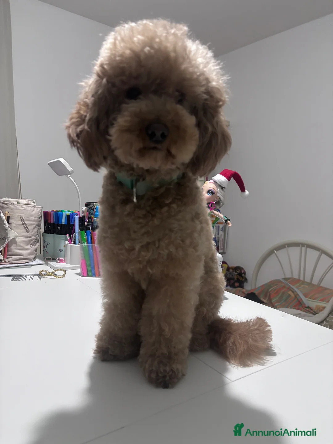 Barbone cani in vendita: Barbone - Annuncio 4