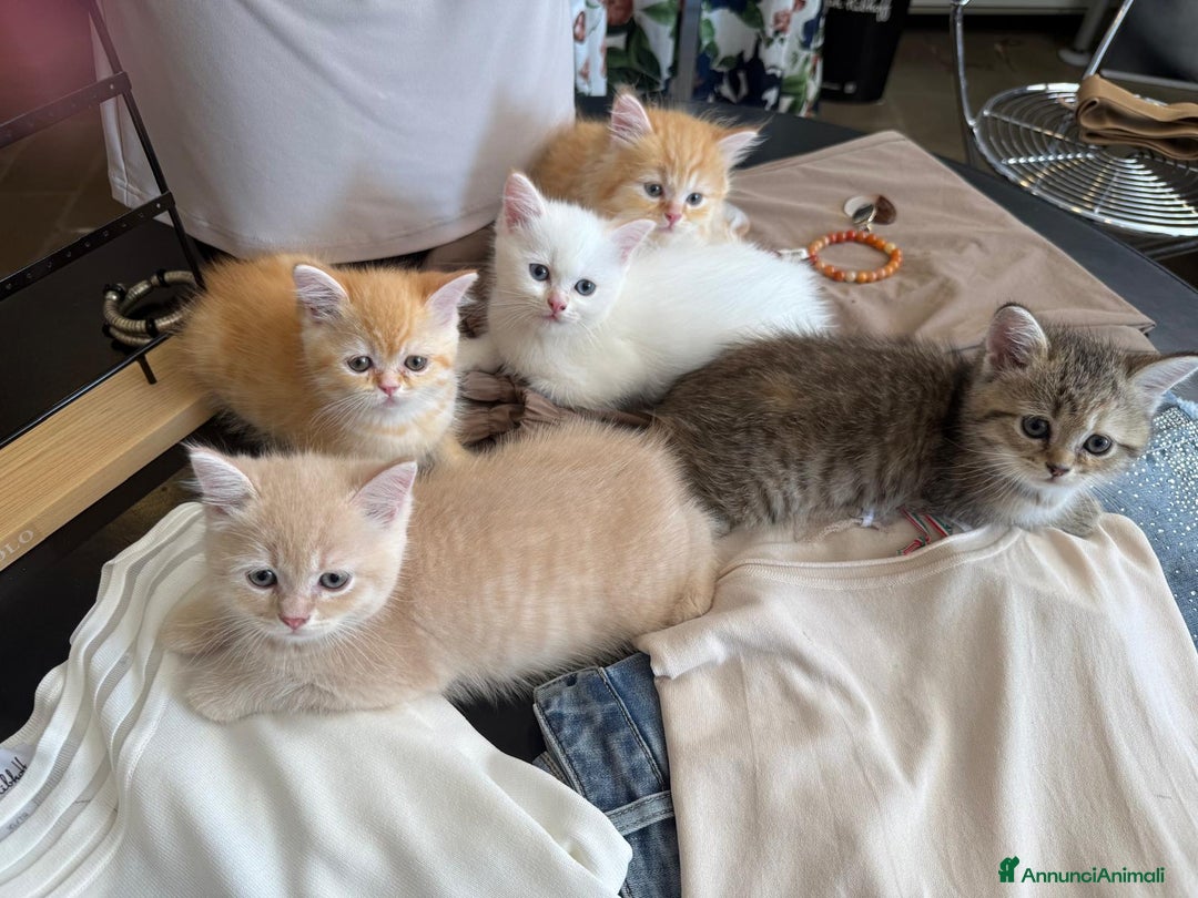 Scottish gatti in vendita: Gattini Scottish Straight  a Provincia di Modena - Immagine 8