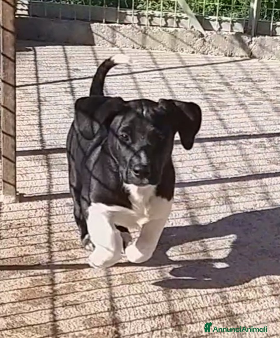 Meticcio cani in regalo: Simpaticissima cucciola  - Annuncio 3