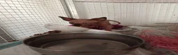 Sphynx gatti in vendita: Sphynx/elf - Annuncio 3