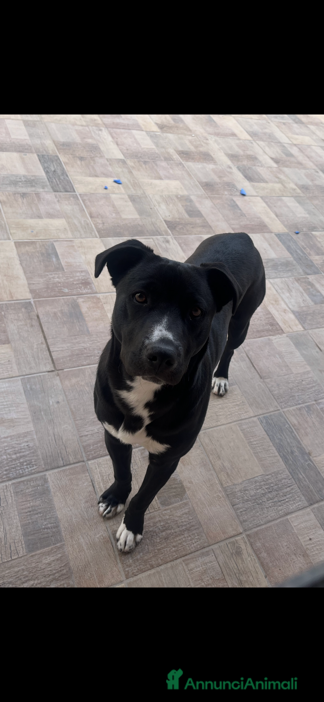 Meticcio cani in regalo: Sono in regalo  - Annuncio 3