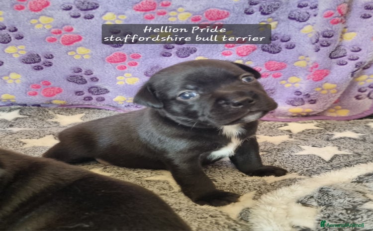 Staffordshire cani - Annuncio 1