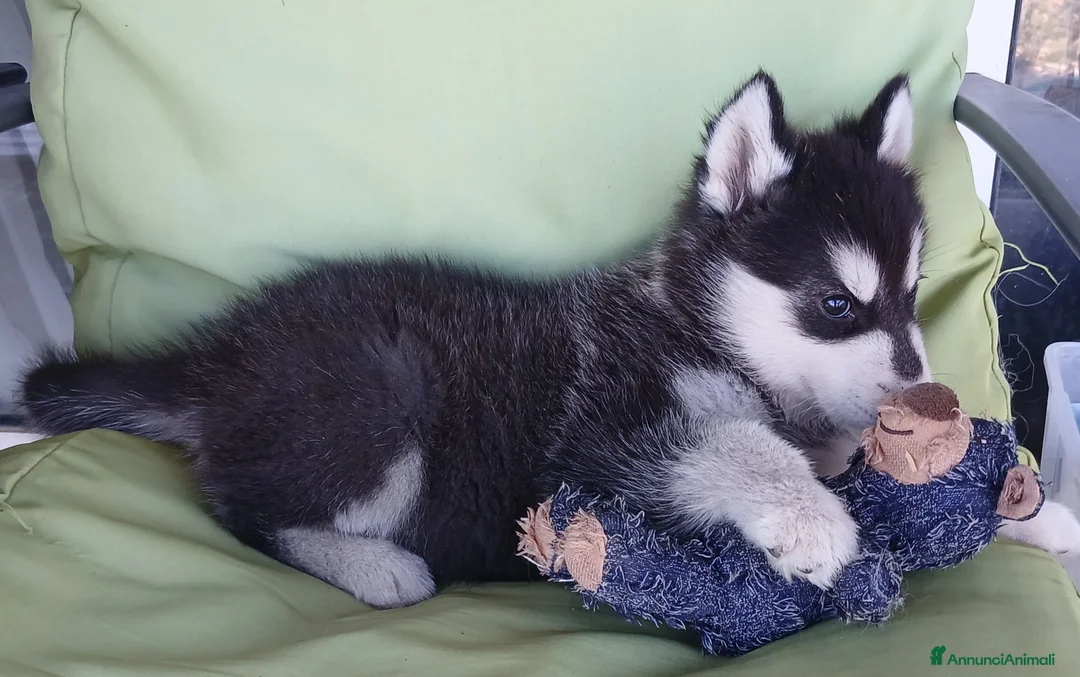Husky cani in vendita: splendida cucciola di Siberian Husky - Annuncio 6