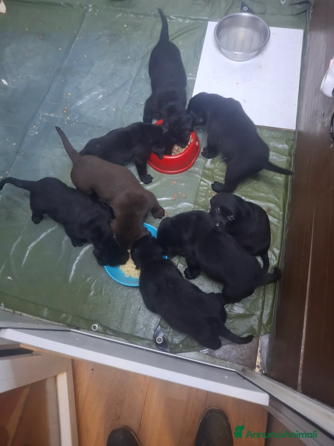 Labrador cani in vendita: Labrador retriver - Annuncio 4