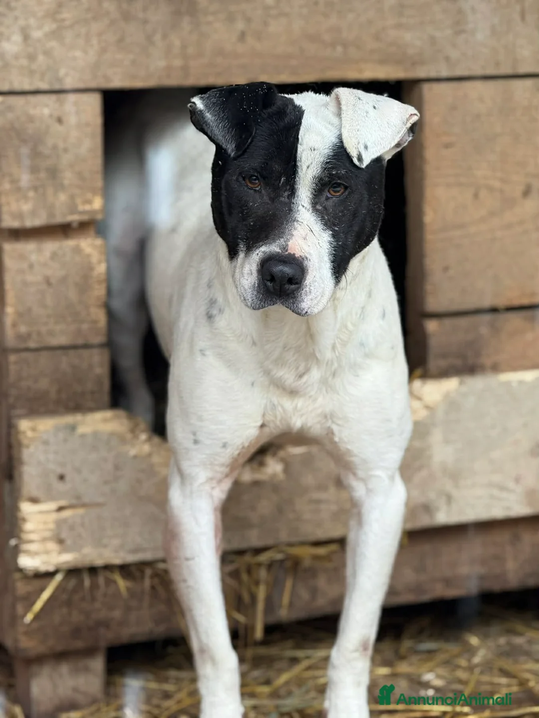 Meticcio cani in regalo: SPYKE, mix AMSTAFF super affettuoso! - Annuncio 9