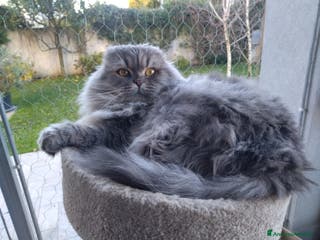 Scottish gatti Gatto maschio Scottish fold longhair - Annuncio 5