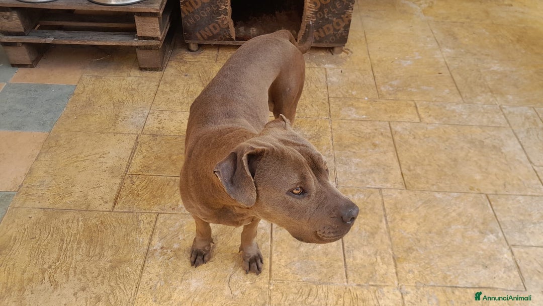 Pitbull cani in regalo: Splendida Pitbull - ELLA a Città metropolitana di Milano - Immagine 6