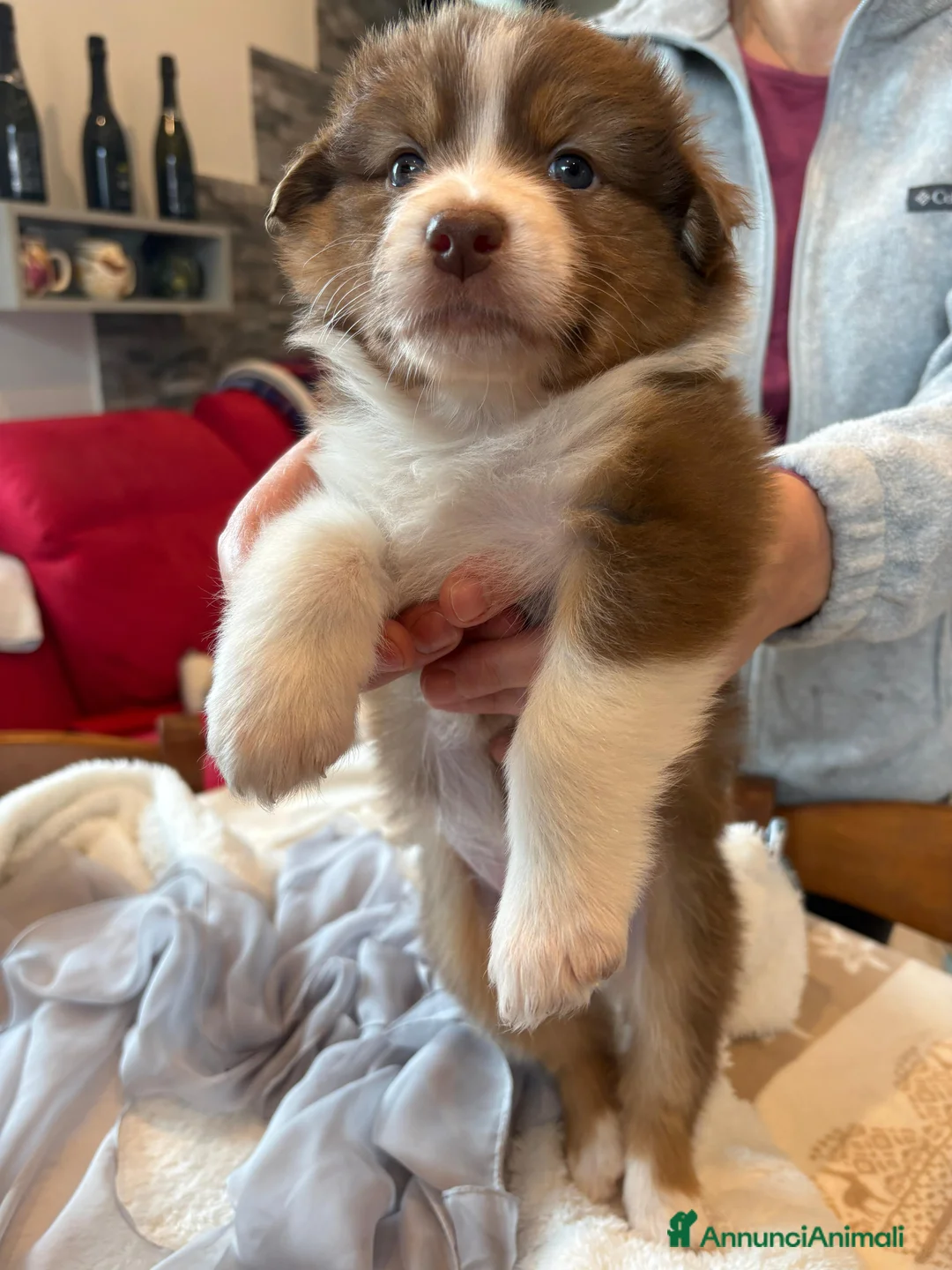 Australian Shepherd cani in vendita: Vendita cuccioli australian  shepherd  - Annuncio 15