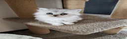 Persiano gatti in vendita: Cucciolata persiani Chinchilla  - Annuncio 8